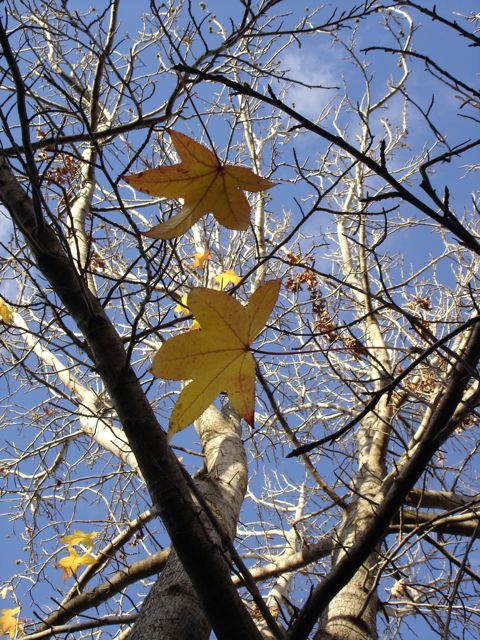 tree+sky